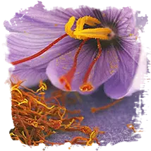 Zafferano e l'Apparato Digerente