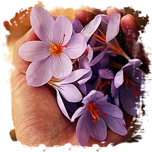 Zafferano e la Diete e Diabete